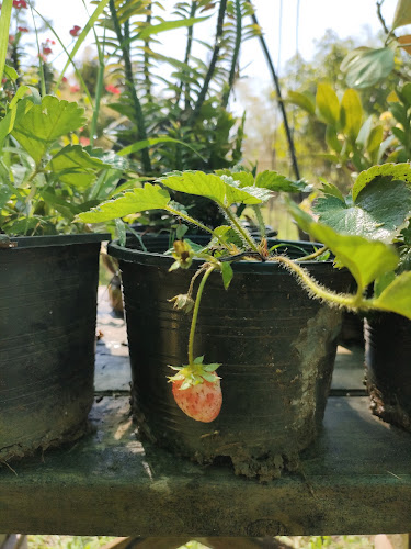 Comentarii opinii despre ริมท่ง@บ้านสวน