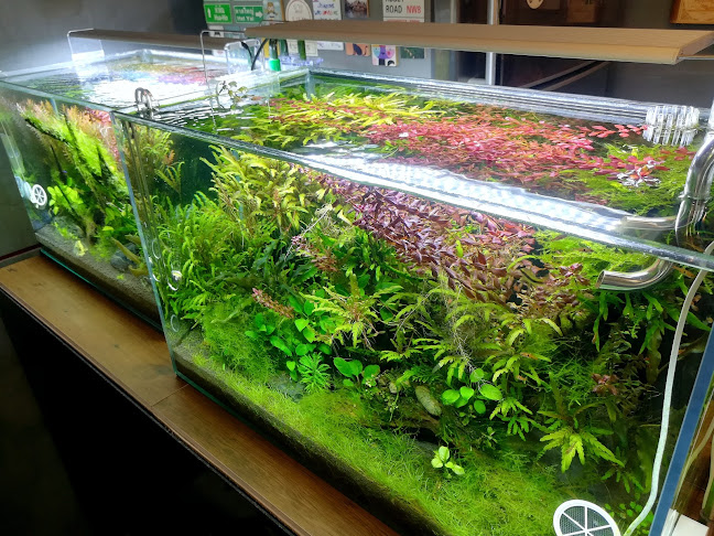 Comentarii opinii despre Boon Coffee:Nakhonsawan