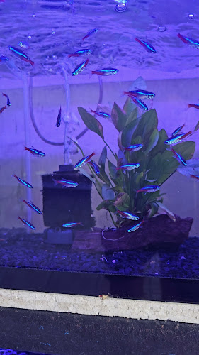 พรทิภาฮ่อยจ๊อ สาขาพัทยา