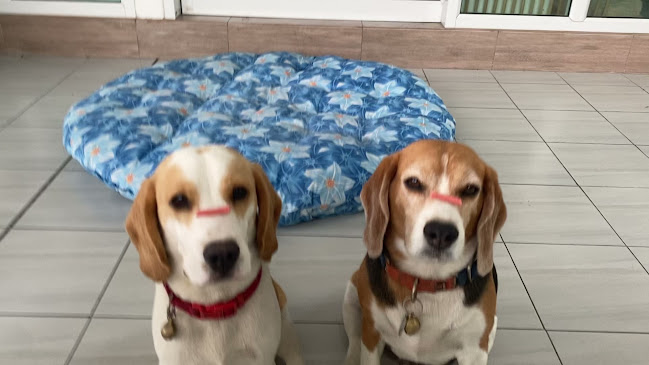 Comentarii opinii despre Lang Baan (หลังบ้าน) Dog Cafe & Pet Friendly