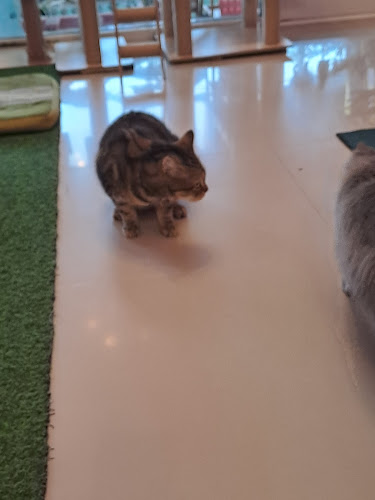 Neko Cat Cafe