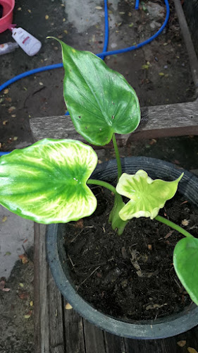 Opinii despre Good Pizza în อำเภอปากเกร็ด - การบริการอาหารและที่พัก