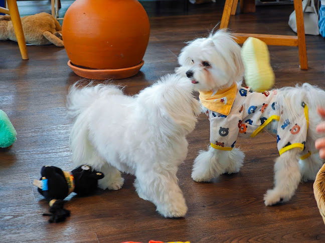 Lang Baan (หลังบ้าน) Dog Cafe & Pet Friendly - การบริการอาหารและที่พัก