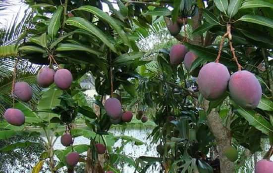 บ้านโชคชัย Baan Chokchai - การบริการอาหารและที่พัก