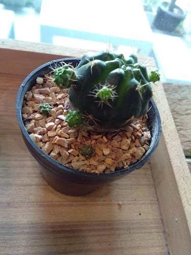 Comentarii opinii despre ร้านลำไย คาเฟ่ (LAMYAI CAFE')