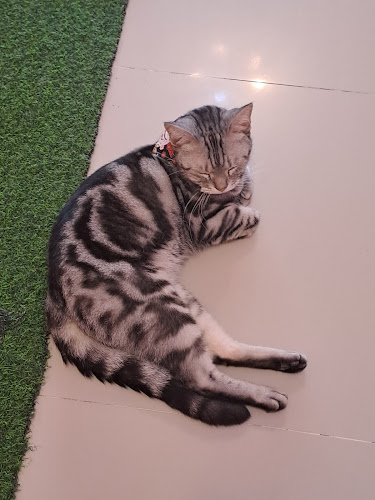 Neko Cat Cafe - การบริการอาหารและที่พัก