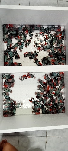 ฟาร์มปลาหมอสี กระทุ่มแบน Nong91 Crossbreed - อำเภอกระทุ่มแบน