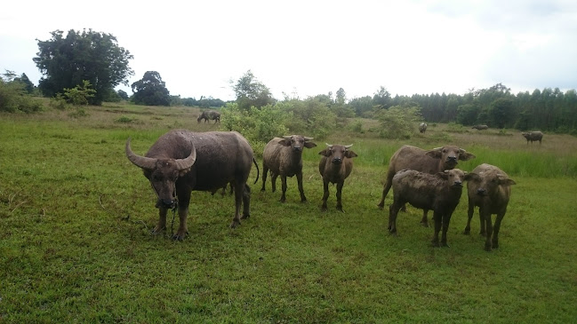 ครัวดอกคูณ - การบริการอาหารและที่พัก