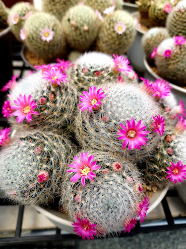 Opinii despre ดาวอาหารเจ în อำเภอเมืองจันทบุรี - การบริการอาหารและที่พัก