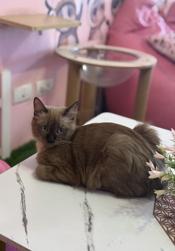 Comentarii opinii despre Neko Cat Cafe