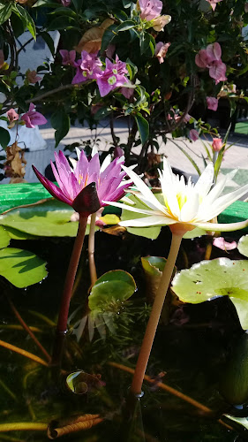 Comentarii opinii despre ร้านกาแฟชัยวัฒน์