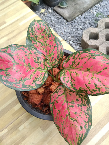 ต้นไม้กับกาแฟโบราณ - อำเภอเมือง