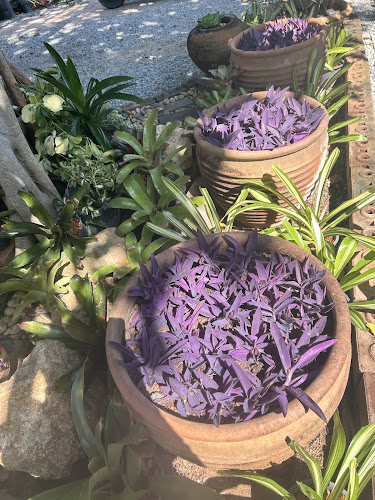 Opinii despre ร้านชมสวน ติ่มซำ อาหารเช้าพัทยา în อำเภอบางละมุง - การบริการอาหารและที่พัก