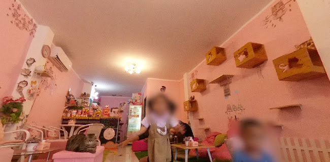 Neko Cat Cafe - Phuket