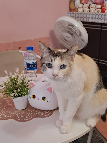 Opinii despre Neko Cat Cafe în Phuket - การบริการอาหารและที่พัก