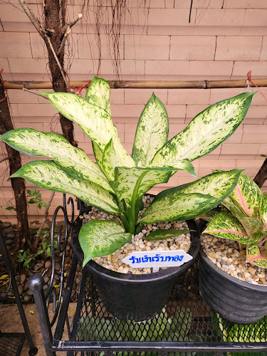 Make today a Happy day - อำเภอเมืองนนทบุรี