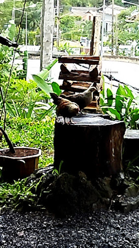 Comentarii opinii despre MountainBike coffee by Beach boy