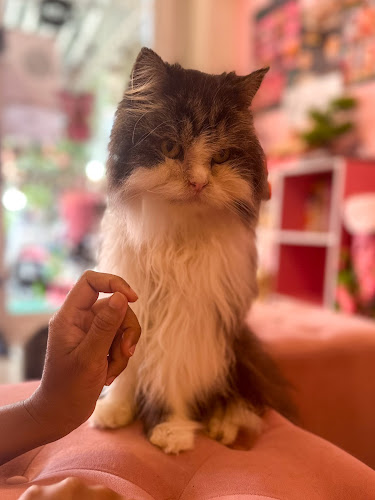 39, 57 ซอย ไสยวน ตำบล ราไวย์ Phuket, ภูเก็ต 83130