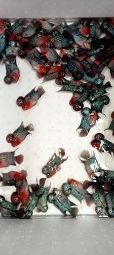 Comentarii opinii despre ฟาร์มปลาหมอสี กระทุ่มแบน Nong91 Crossbreed