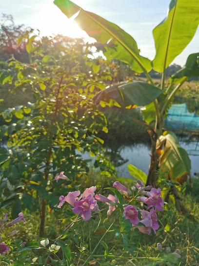 ล้านนานาเค้ก สาขาสนม