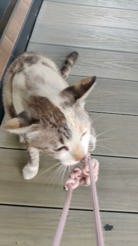 Inthanin Coffee ปั๊มบางจาก วัดลาดปลาดุก - อำเภอบางบัวทอง