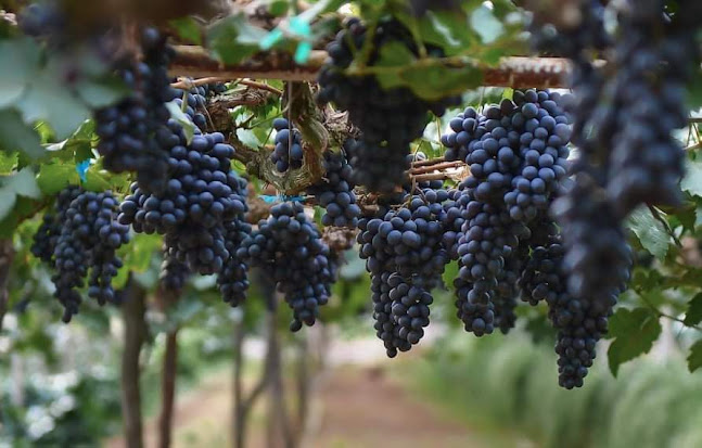 ศูนย์การศึกษานอกโรงเรียนจังหวัดสมุทรสาคร ตำบล ท่าจีน อำเภอเมืองสมุทรสาคร สมุทรสาคร 74000