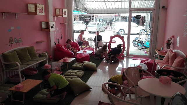 Neko Cat Cafe - Phuket