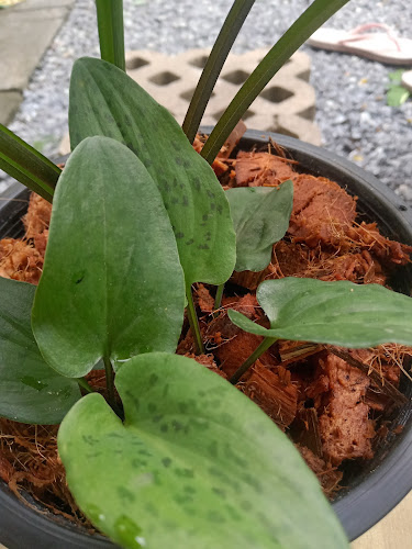 ต้นไม้กับกาแฟโบราณ - การบริการอาหารและที่พัก