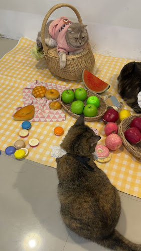 Comentarii opinii despre Cat cafe By Prosper.