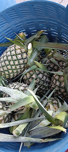 ร้านแตงโม Natni-Cha ( ผลไม้สดตามฤดูกาล ) - การบริการอาหารและที่พัก