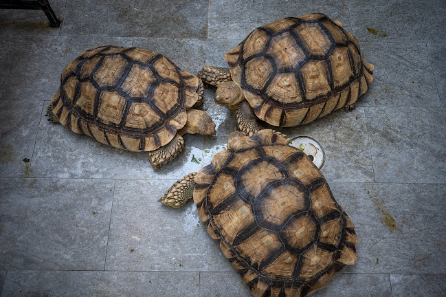 Comentarii opinii despre Tang Toh