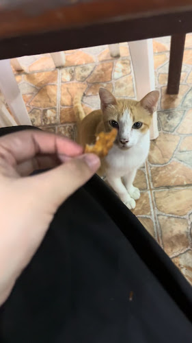 Opinii despre อีสานร้อยซาว în อำเภอเมืองภูเก็ต - การบริการอาหารและที่พัก