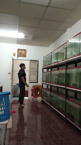 ฟาร์มปลาหมอสี กระทุ่มแบน Nong91 Crossbreed