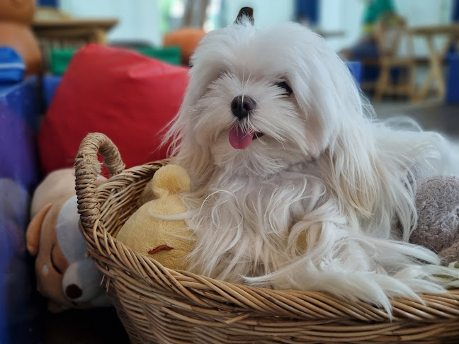 Lang Baan (หลังบ้าน) Dog Cafe & Pet Friendly - การบริการอาหารและที่พัก