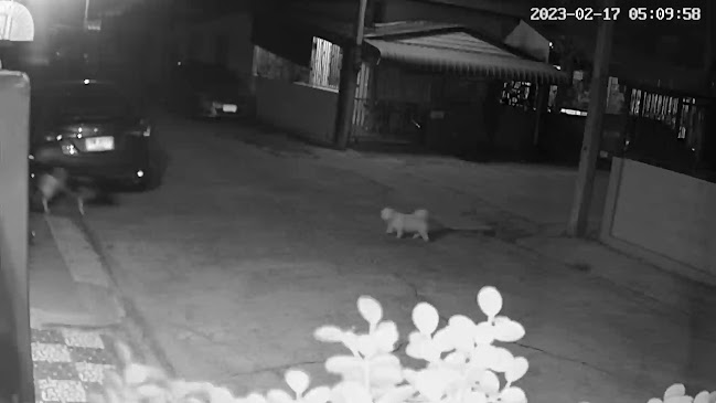 เอ ข้าวมันไก่ซิ่ง