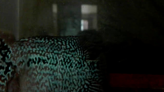 Opinii despre Tohavee Pizza în อำเภอหาดใหญ่ - การบริการอาหารและที่พัก