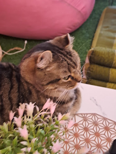 Neko Cat Cafe - Phuket