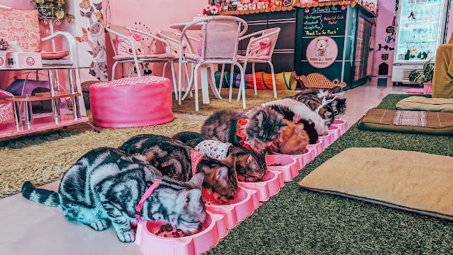 Neko Cat Cafe - การบริการอาหารและที่พัก