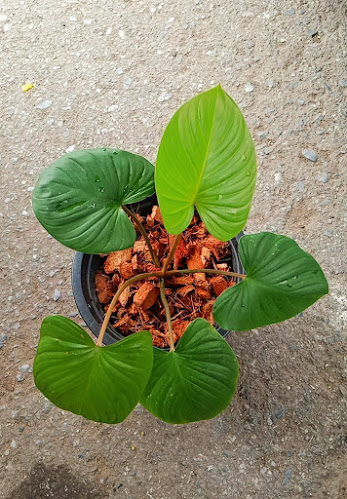 Opinii despre ต้นไม้กับกาแฟโบราณ în อำเภอเมือง - การบริการอาหารและที่พัก