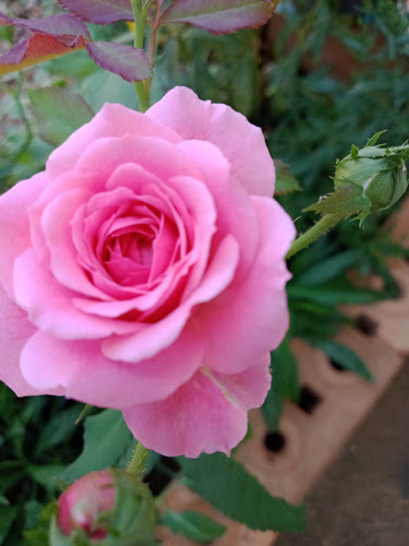 ร้านกาแฟข้างบ้าน@ละหาร