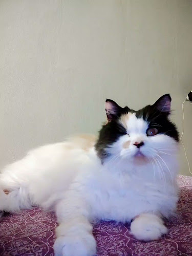 95 18 ม.1 ตำบล ศรีสุนทร อำเภอถลาง ภูเก็ต 83110