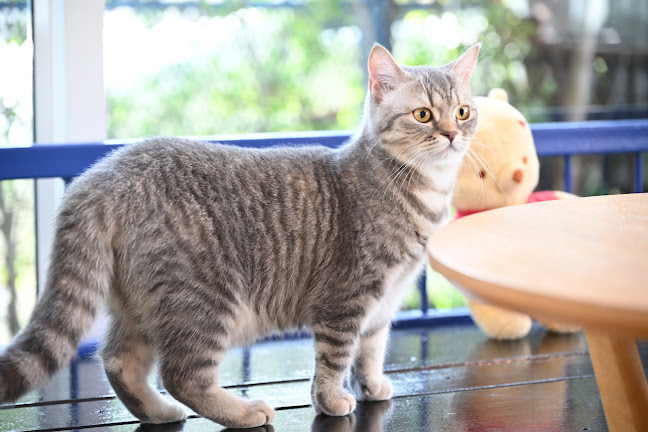 Lang Baan (หลังบ้าน) Dog Cafe & Pet Friendly - อำเภอปากเกร็ด