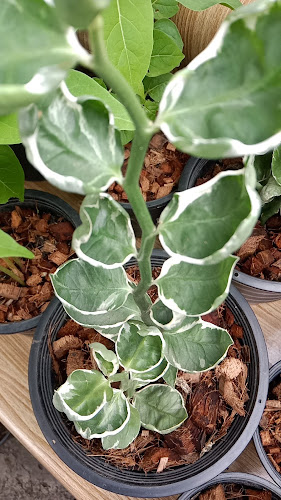 หน้าที่ว่าการอำเภอเมืองนครราชสีมา ถนนสรรพสิทธิ์ อำเภอเมือง นครราชสีมา 30000