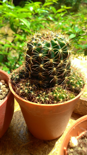 ร้านกาแฟข้างบ้าน@ละหาร - อำเภอท่าแซะ