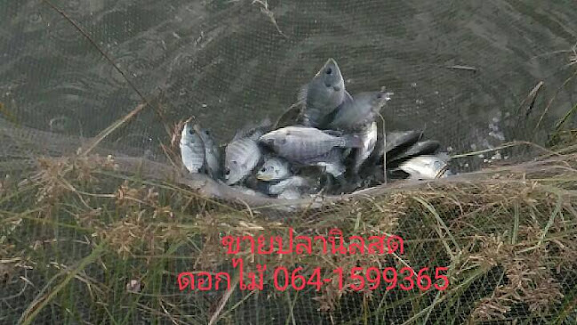 ขายอาหารทะเลแห้ง