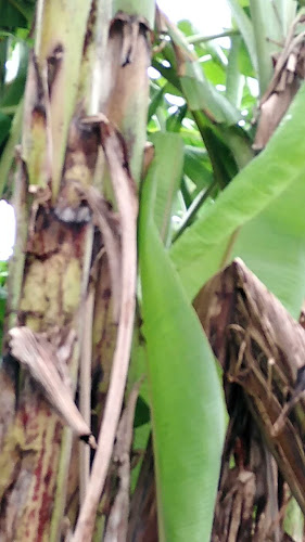 135/3 ถนนปฏิพัทธ์ ตำบลตลาดเหนือ อำเภอเมืองภูเก็ต ภูเก็ต 83000