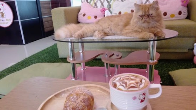 Opinii despre Neko Cat Cafe în Phuket - การบริการอาหารและที่พัก