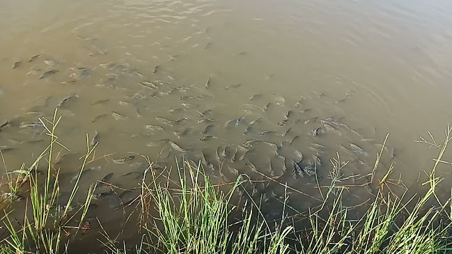 Comentarii opinii despre ขายอาหารทะเลแห้ง