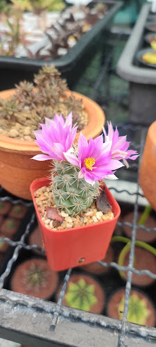 Cac & Cup - การบริการอาหารและที่พัก