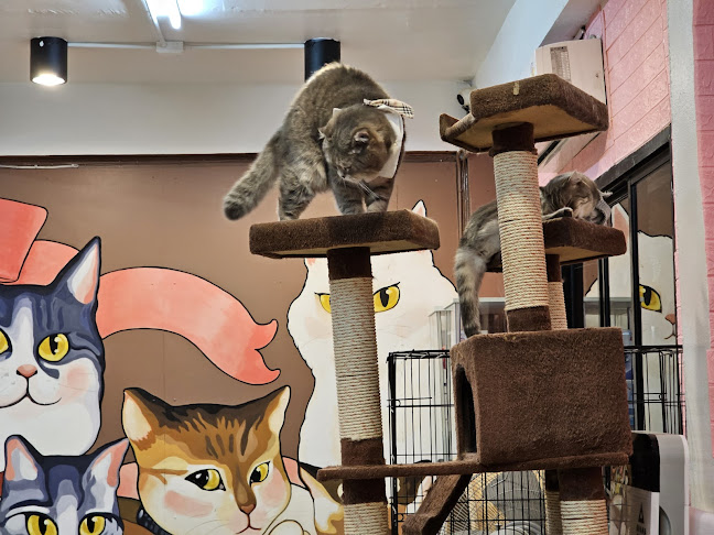 Comentarii opinii despre Cat cafe By Prosper.